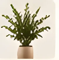 Faux olive tree in a pot